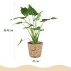 Alocasia Cucullata, groene bladeren