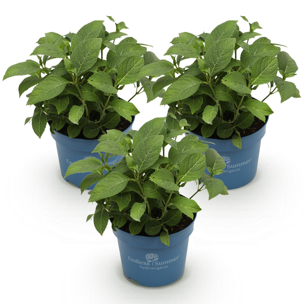 3x Hortensia Endless Summer mix Blue Pink White, kenmerkend blad