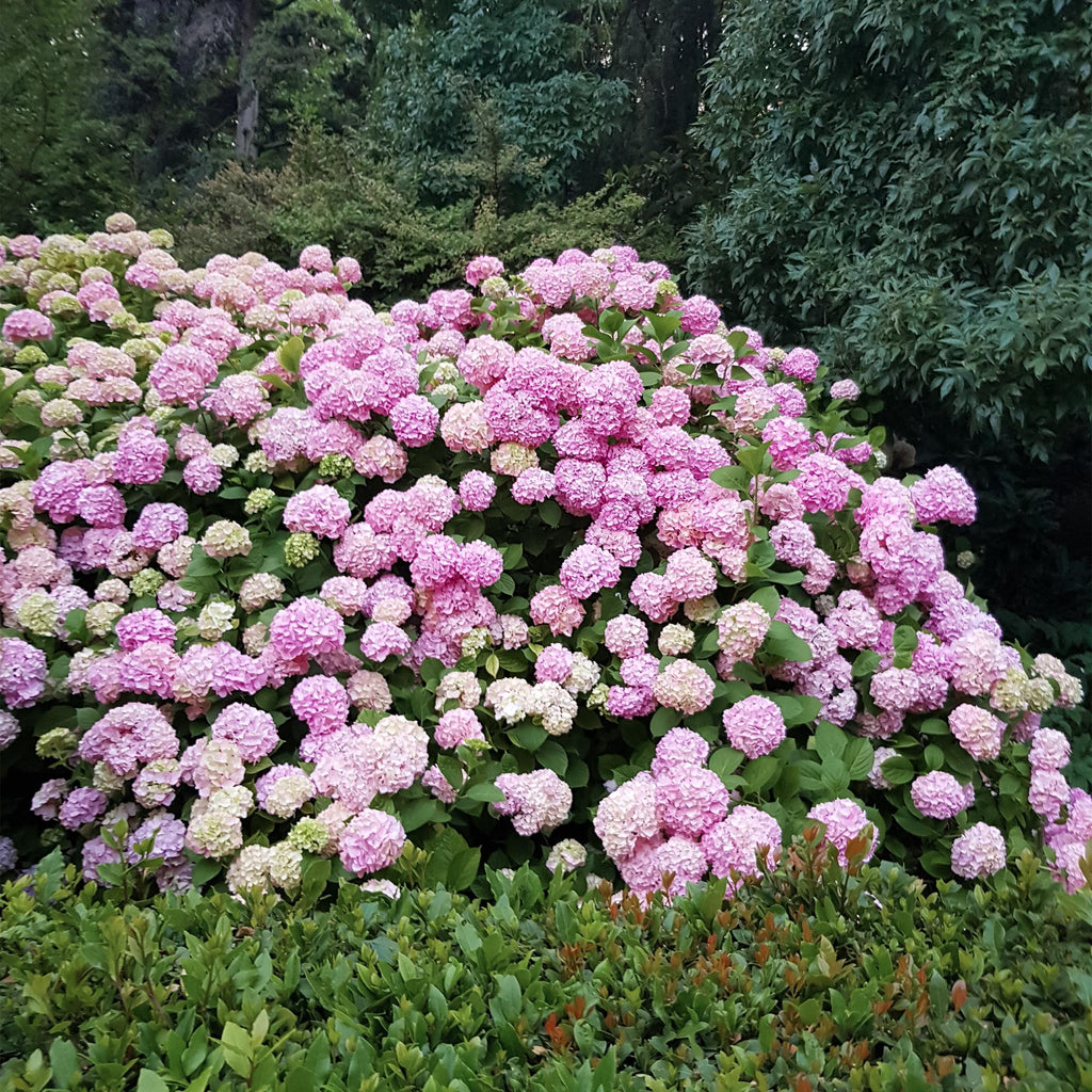 Hydrangea macrophylla Pink, groene bladeren