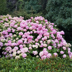 Hydrangea macrophylla Pink, groene bladeren