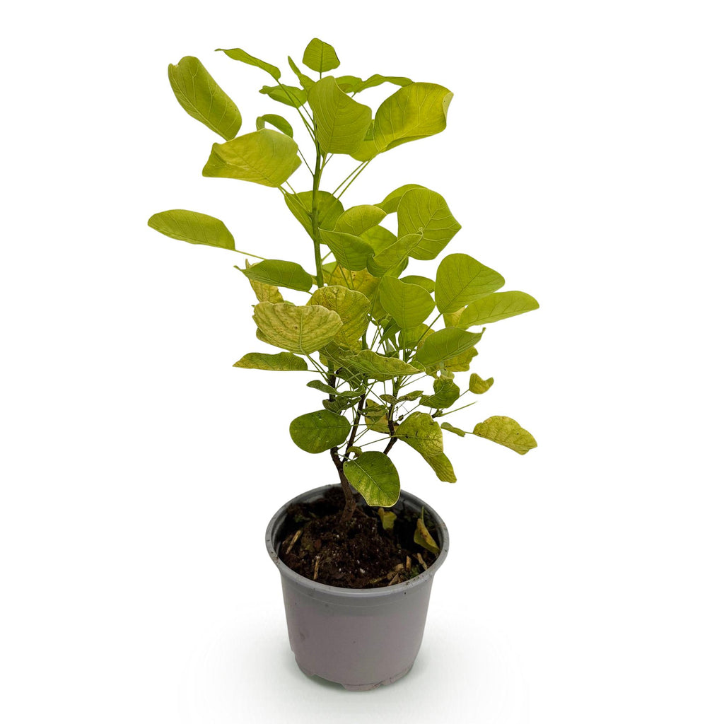 Cotinus coggyria Golden Spirit, sierlijke plant