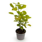 Cotinus coggyria Golden Spirit, sierlijke plant