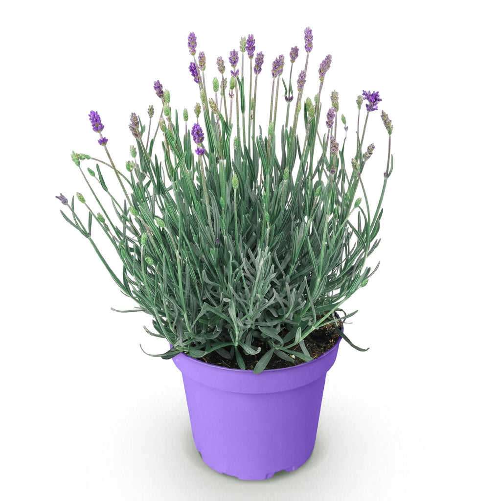 Lavandula angustifolia Munstead, kenmerkend blad