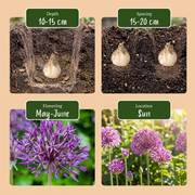 Sierui Allium &