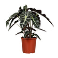 Alocasia Polly, plant in pot