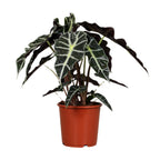 Alocasia Polly, plant in pot