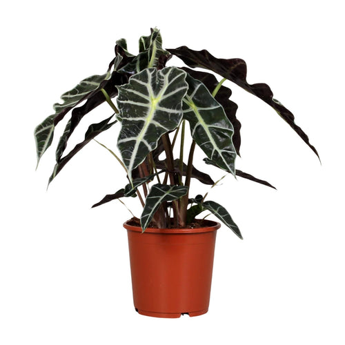 Alocasia Polly, plant in pot