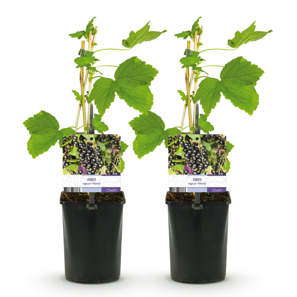 Zwarte bes, groeiwijze van de plant