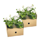 8x Pelargonium Peltatum Weiß, plant in pot