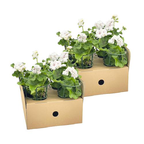 8x Pelargonium Peltatum Weiß, plant in pot