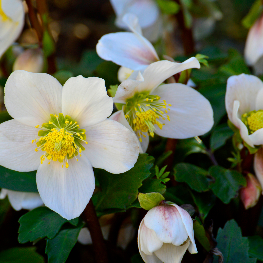 Helleborus niger, sierlijke plant
