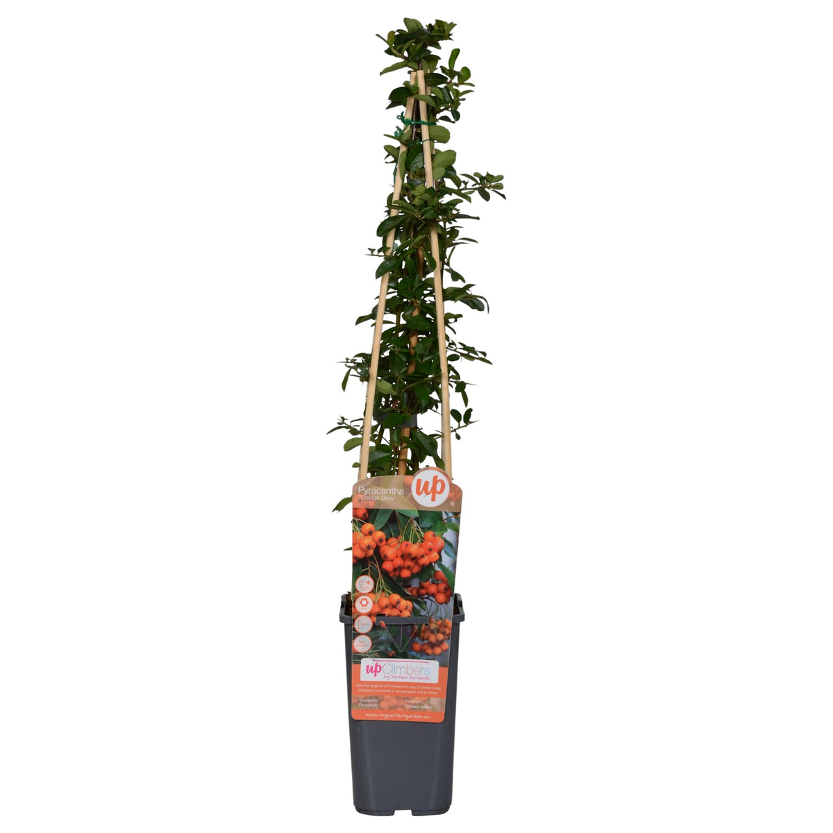 Productafbeelding van Pureplant
