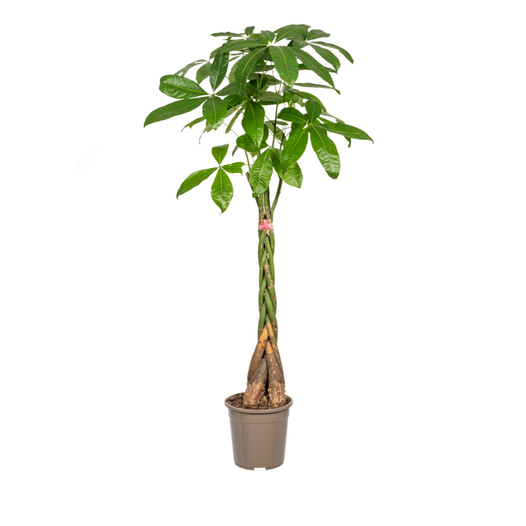 Pachira Aquatica, plant in pot