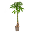 Pachira Aquatica, plant in pot