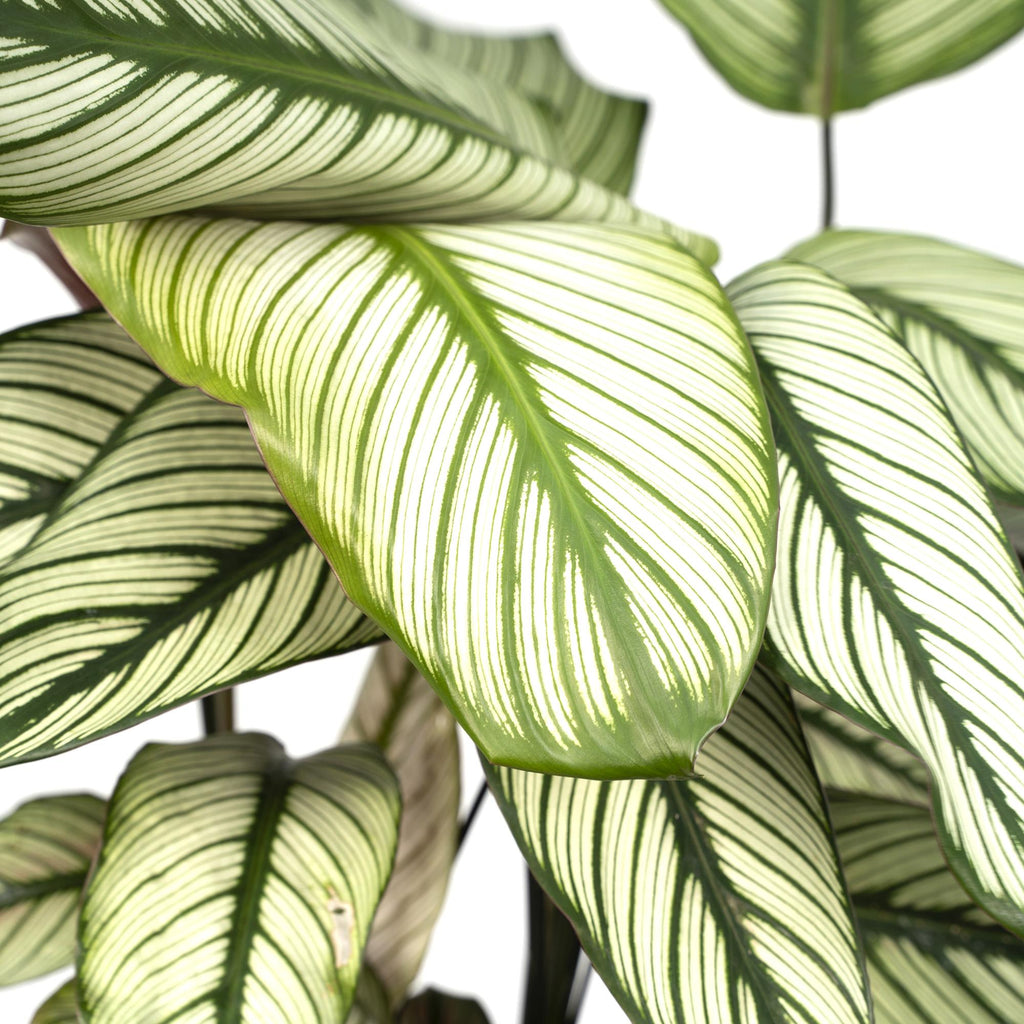 Detailfoto van Calathea Whitestar - Pauwenplant