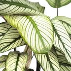 Detailfoto van Calathea Whitestar - Pauwenplant