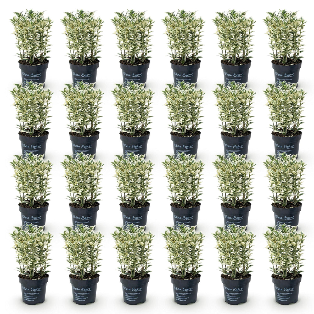 Japanse hulst Covenxa voor de haag, 24 planten, geschikte tuinplant