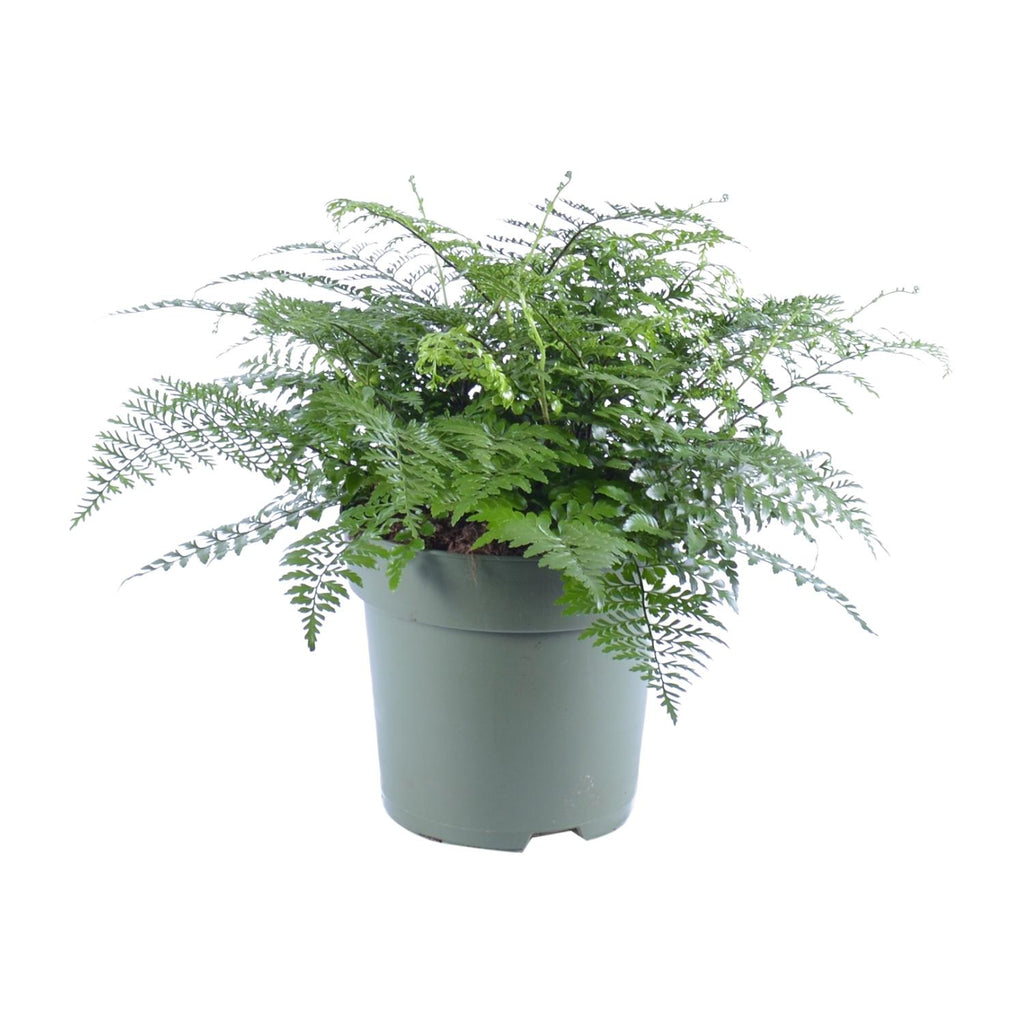 Asplenium Parvati, plant in pot