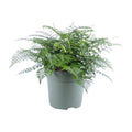 Asplenium Parvati, plant in pot