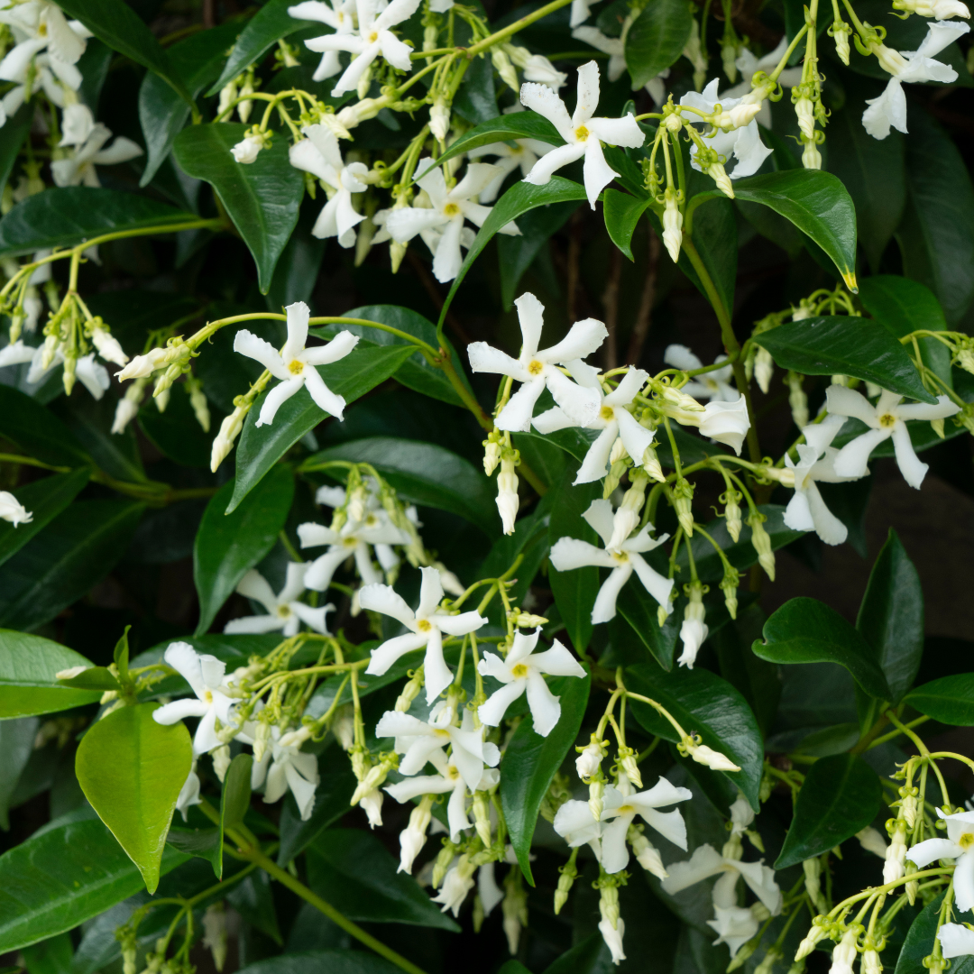 Trachelospermum Star of Venice, geurende klimplant, kenmerkend blad