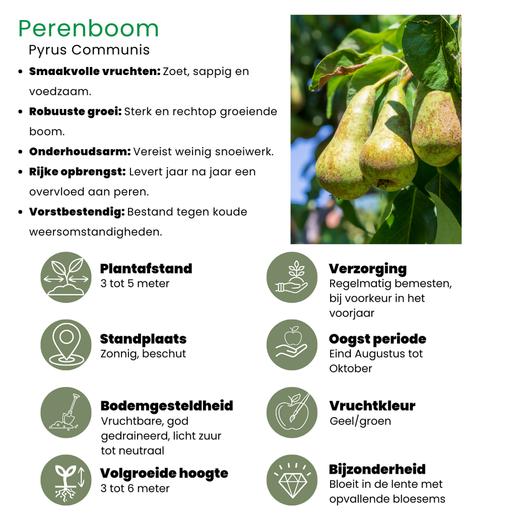 Biologische fruitbomen appel, peer, kers en pruim, set van 4, gezonde plant