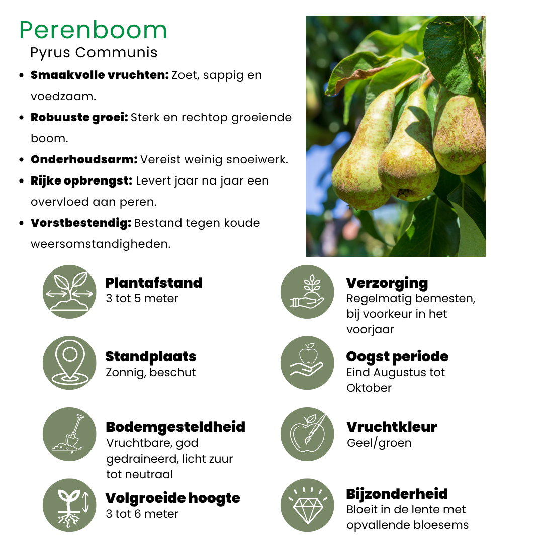 Biologische fruitbomen appel, peer, kers en pruim, set van 4, gezonde plant