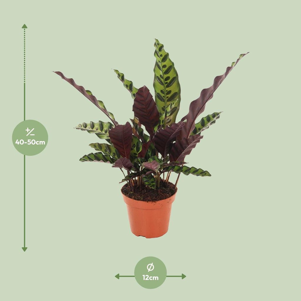 Detailfoto van Calathea Insignis