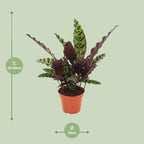 Detailfoto van Calathea Insignis