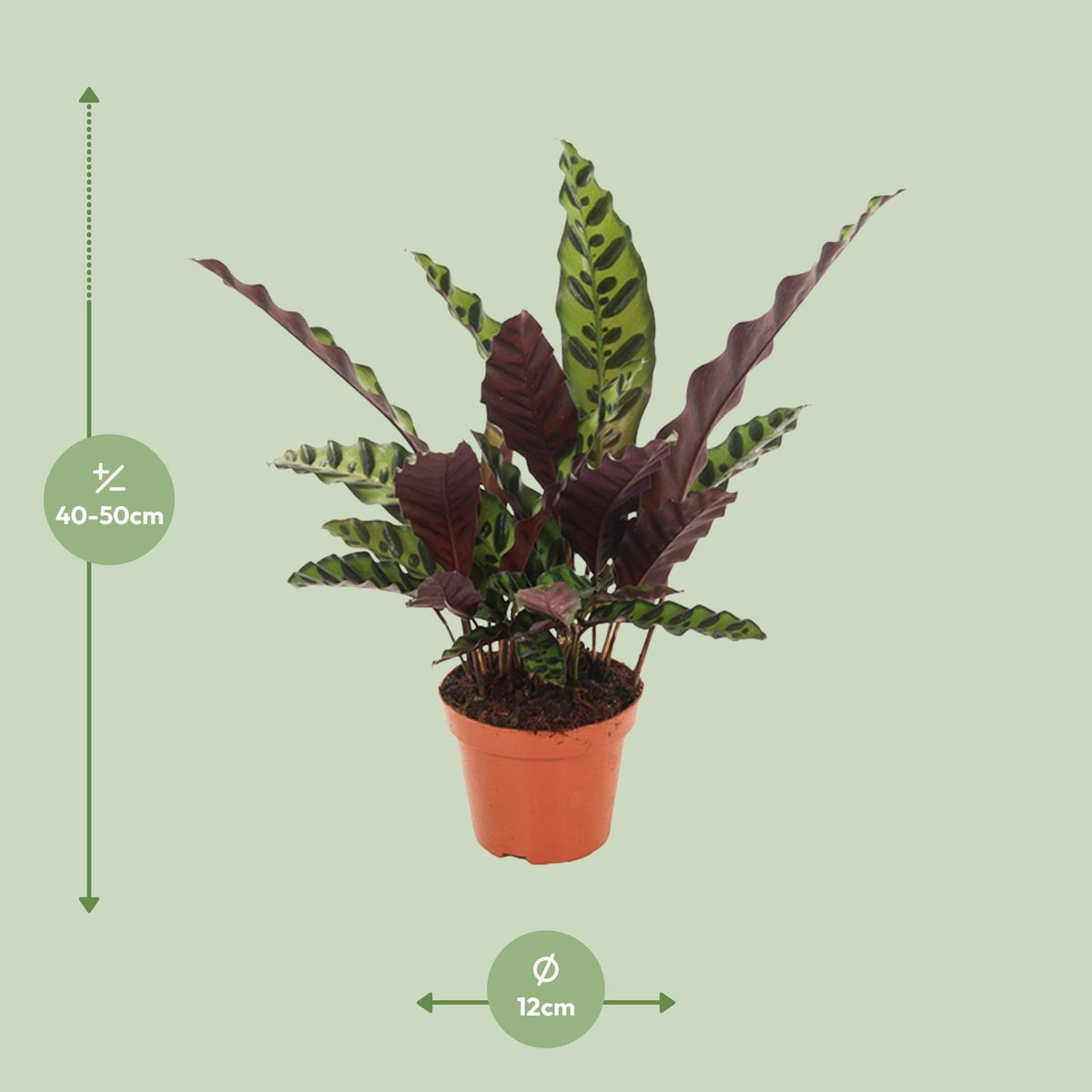 Detailfoto van Calathea Insignis