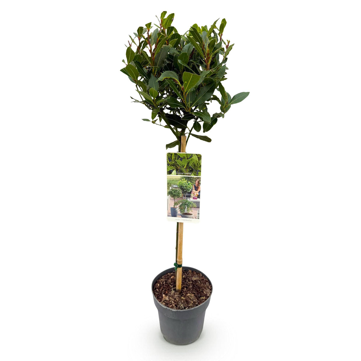 Laurus nobilis, kenmerkend blad