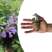 Kattenkruid Nepeta, aromatisch, zelf kweken, 6 pluggen