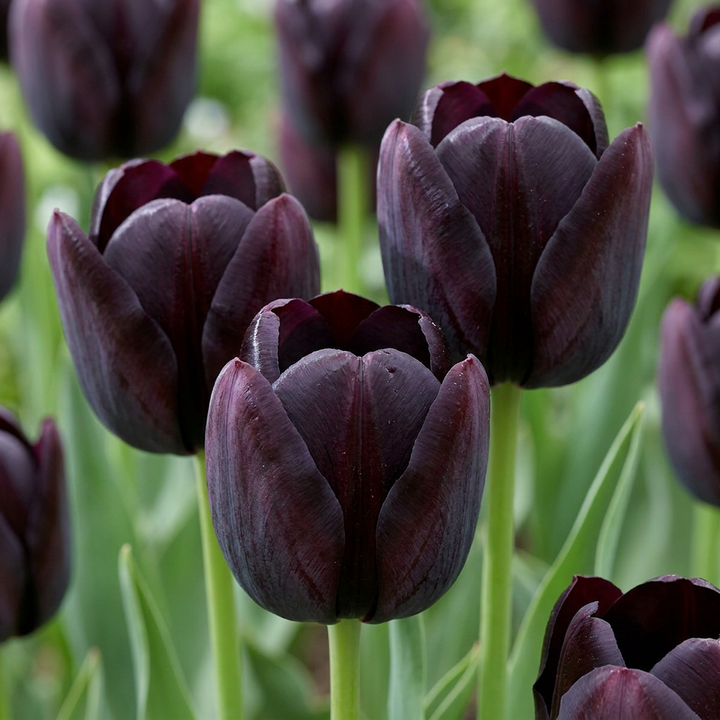 Zwarte tulp &