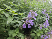 Nepeta &