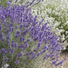 12x Lavandula 'Hidcote'