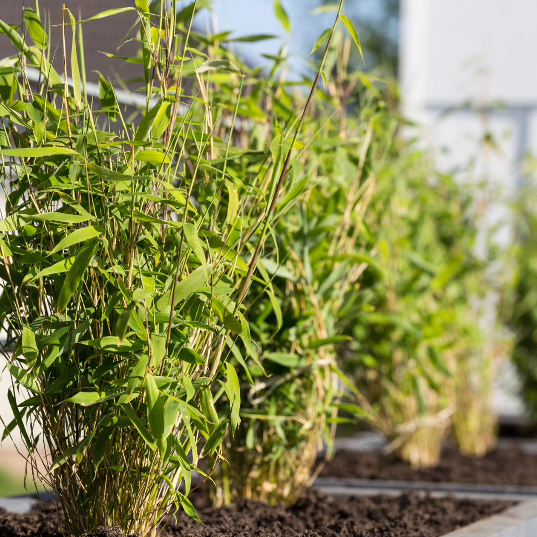 Productafbeelding van Pureplant