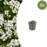 Thymus praecox &
