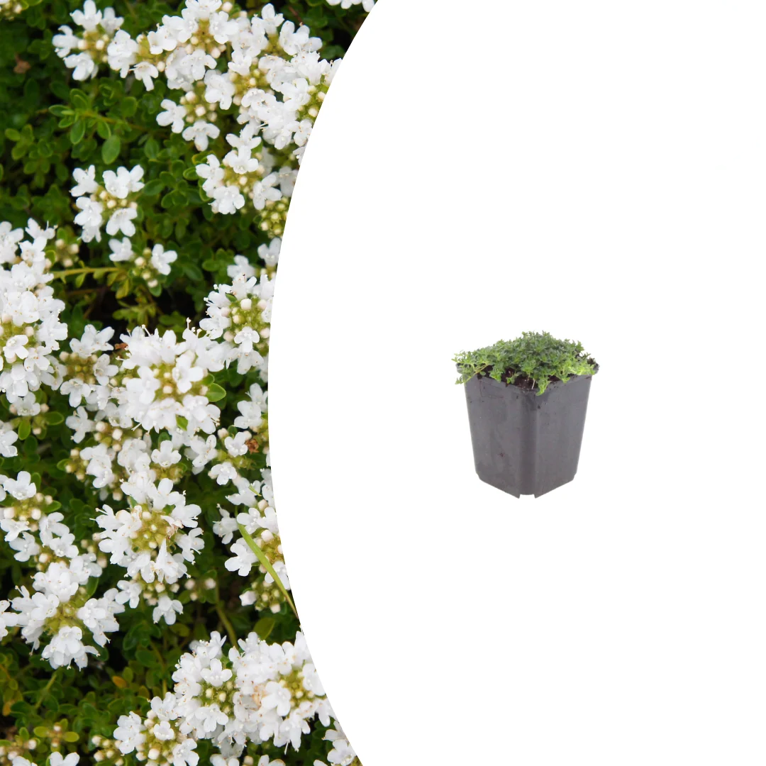 Thymus praecox 'Albiflorus', gezonde plant