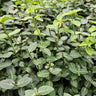 12x Euonymus fortunei radicans