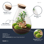 DIY terrarium Drop XL Bonsai Red