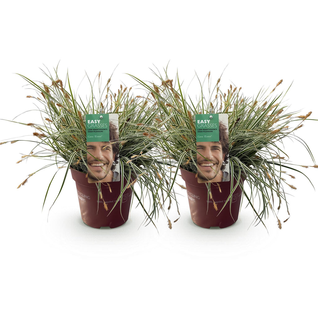 Carex oshimensis Everest - Wit en Groen, kenmerkend blad