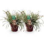 Carex oshimensis Everest - Wit en Groen, kenmerkend blad