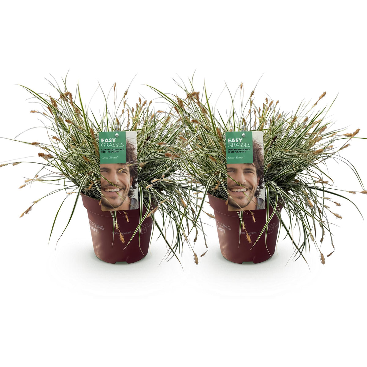 Carex oshimensis Everest - Wit en Groen, kenmerkend blad