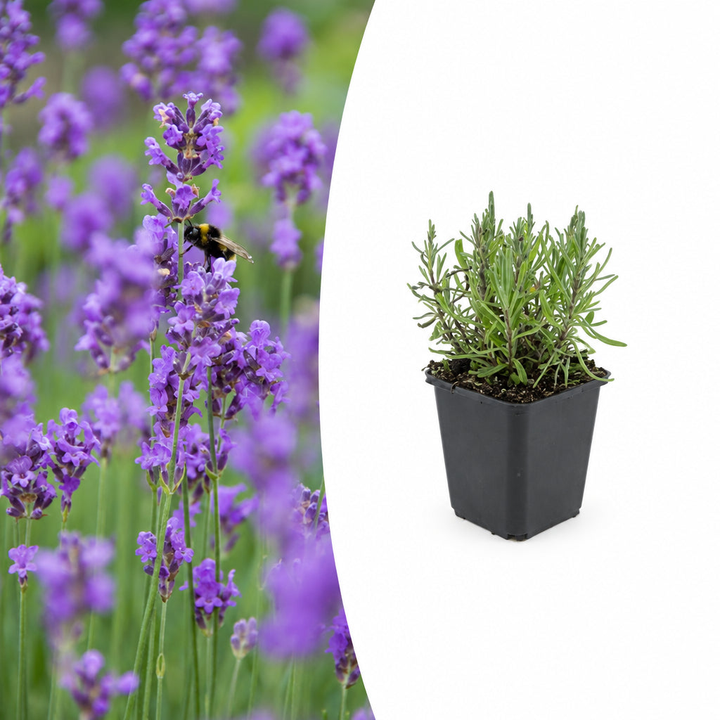 Lavandula ang. 'Munstead', plant in pot