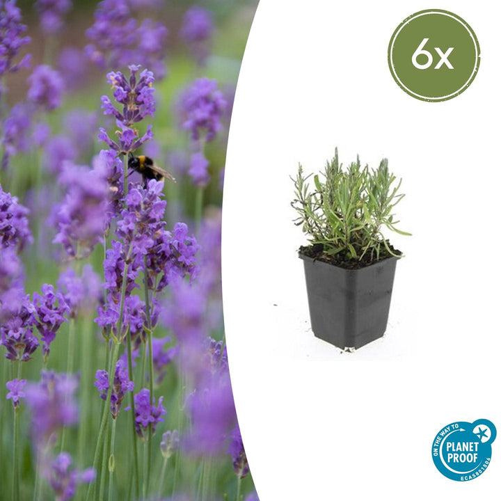 Lavandula ang. &