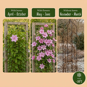 Clematis &