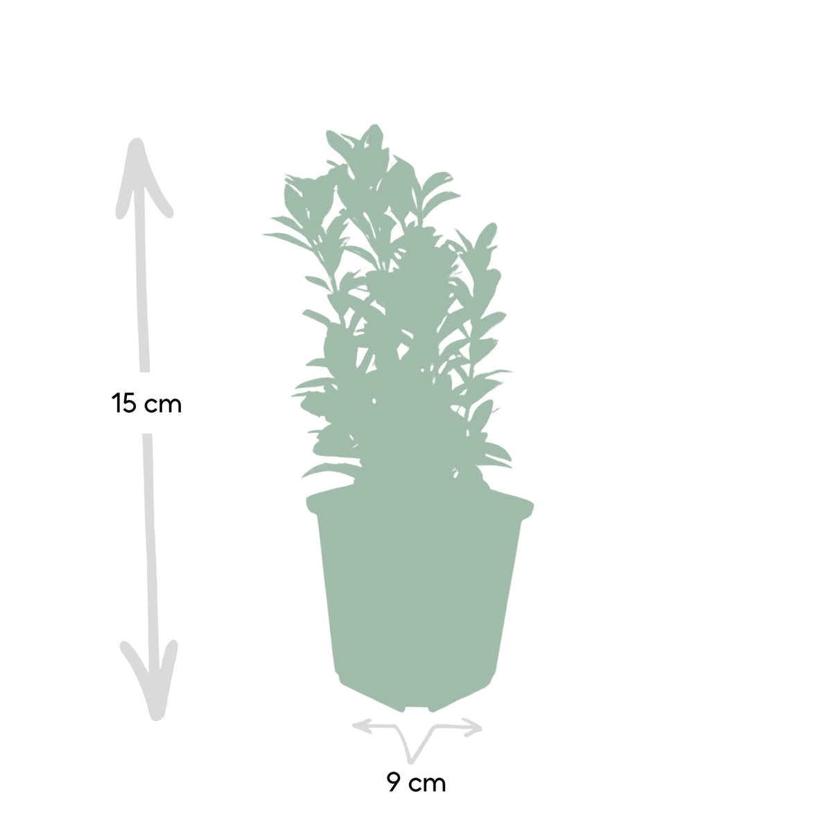 Productafbeelding van Pureplant
