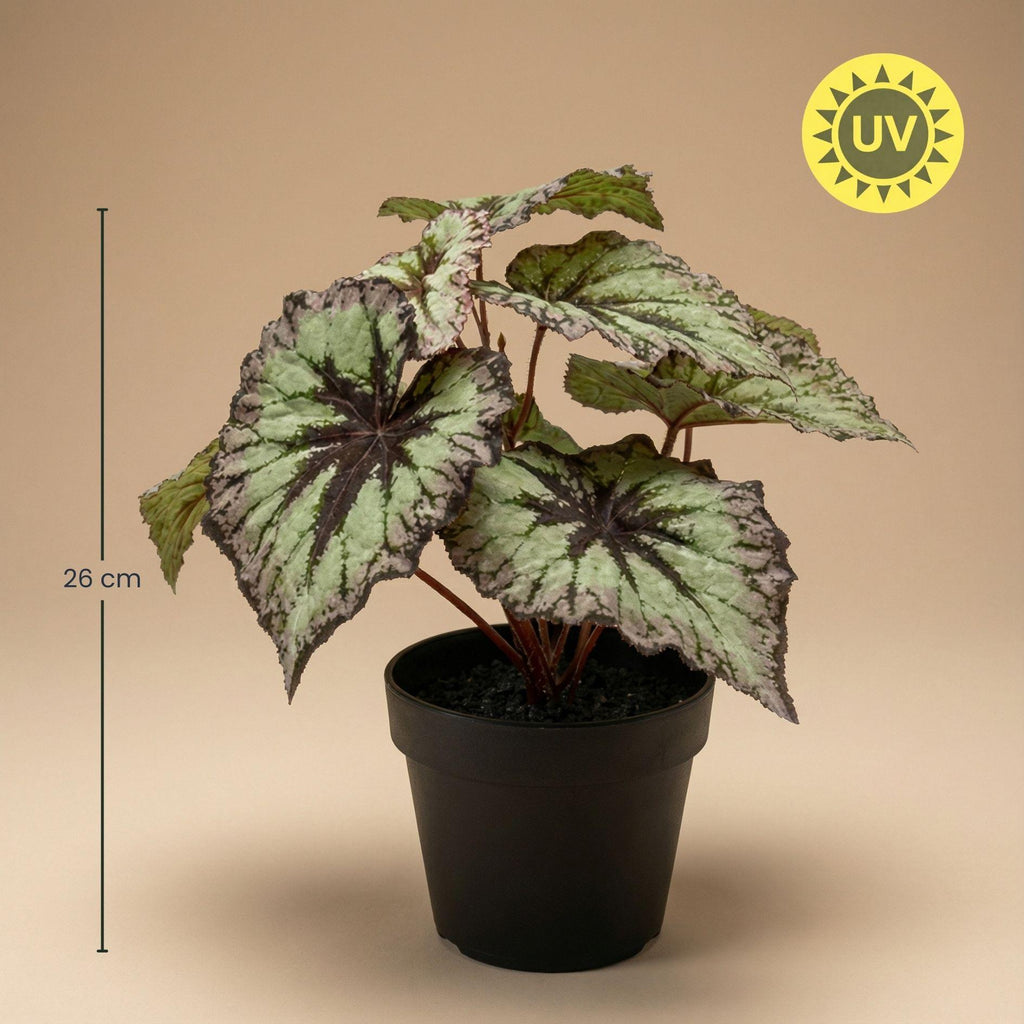 Begonia, groene bladeren