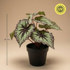 Begonia, groene bladeren