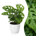 Monstera adansonii, Rhaphidophora tetrasperma met witte pot, plant in pot