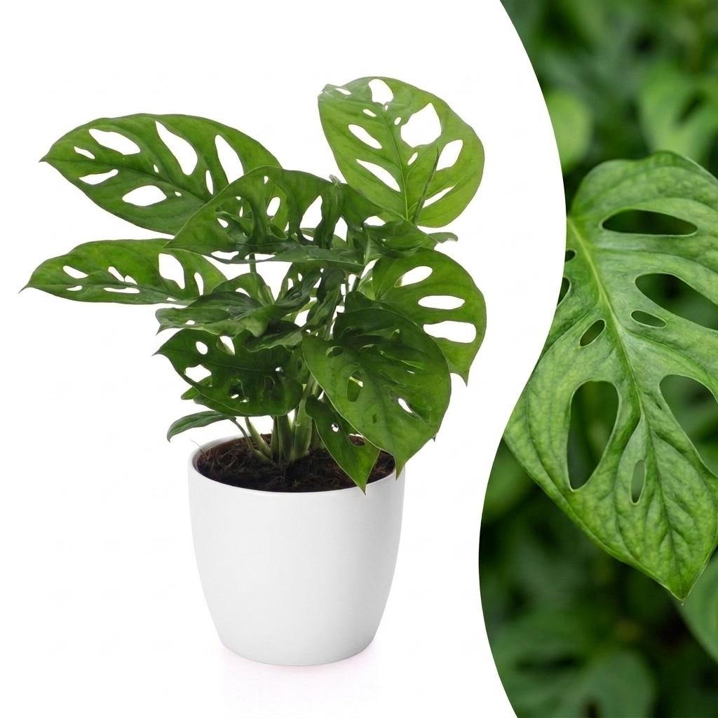 Monstera adansonii, Rhaphidophora tetrasperma met witte pot, plant in pot